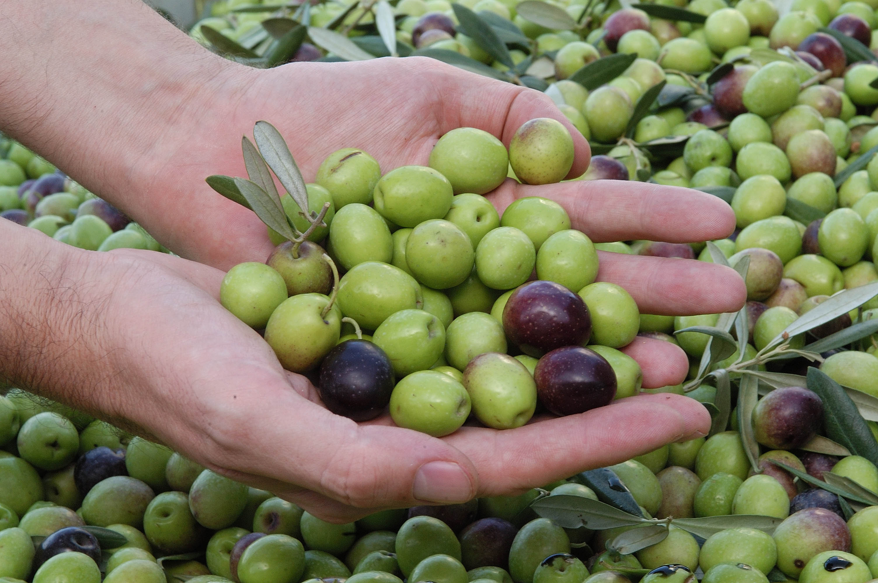 ACEITUNAS
